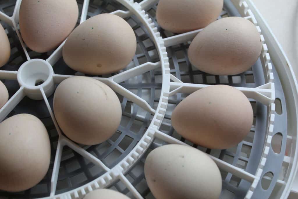 when to start candling chicken eggs